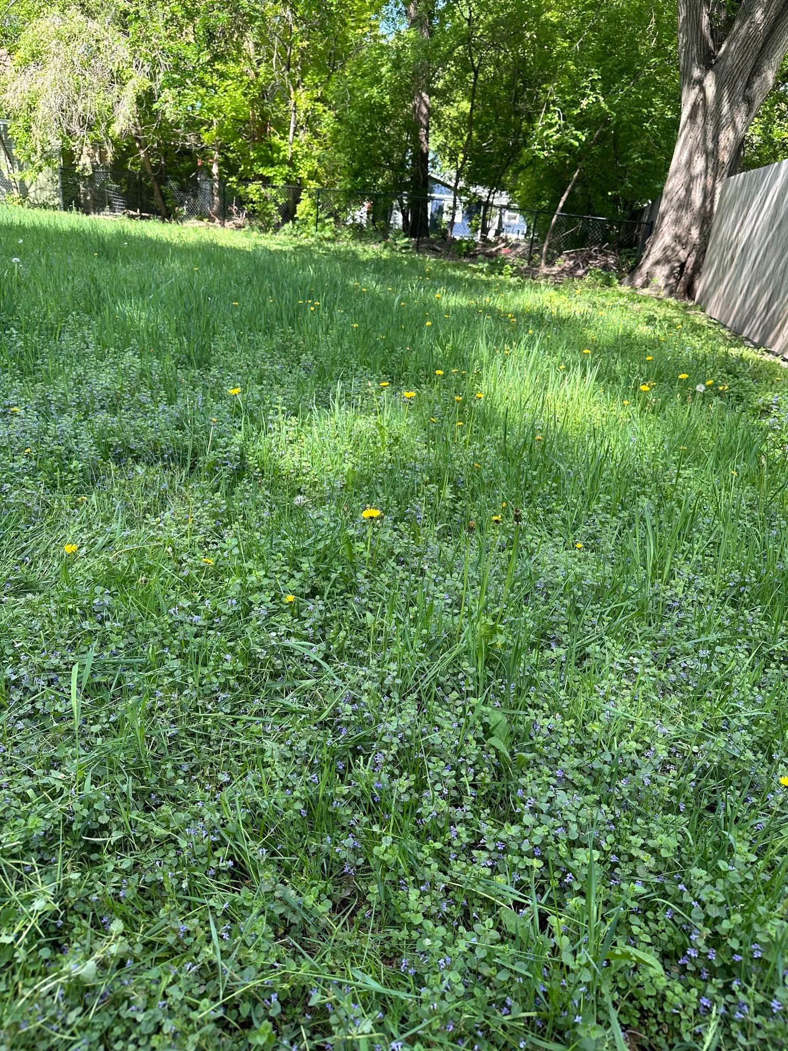 Overgrown lawn before mowing — Fargo ND